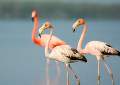 Circuit d&rsquo;ornithologie à Cayo Coco et Zapata